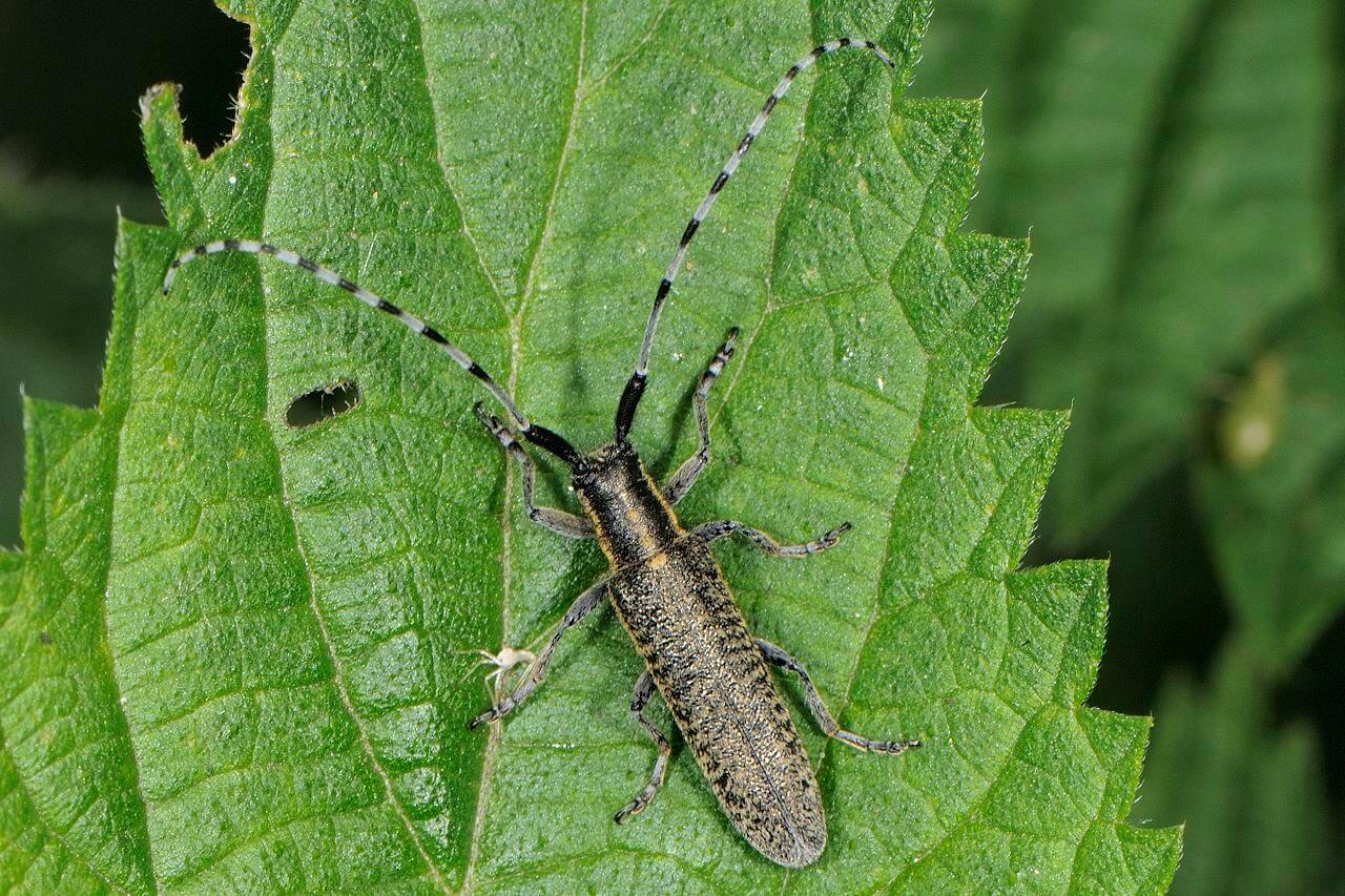 Insekten