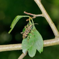 Schrot-Zangenbock Rhagium mordax an einem Zweig des zweigriffeligen Weißdorns (Holzwickede-Hengsen)