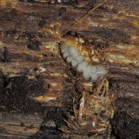 Larve des Schot-Zangenbocks Rhagium mordax unter der Rinde eines toten Eichenstamms mit Fraßresten (Dortmund Aplerbecker Wald)