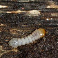 Larve des Schot-Zangenbocks Rhagium mordax unter der Rinde eines toten Eichenstamms (Dortmund Aplerbecker Wald)
