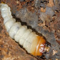 Larve des Schot-Zangenbocks Rhagium mordax mit kräftigen Nage-Kiefern (Dortmund Aplerbecker Wald)