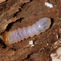 Larve des Schot-Zangenbocks Rhagium mordax nagt an braunfaulem Holz (Dortmund Aplerbecker Wald)