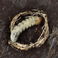 Larve des Schot-Zangenbocks Rhagium mordax in einer aus Nagespänen gebauten Verpuppungswiege unter der Borke (Dortmund Aplerbecker Wald)