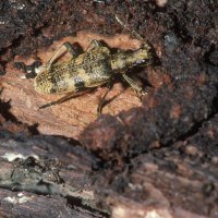 Schrotzangenbock Rhagium mordax in der Puppenwiege unter der Rinde eines toten Eichenstamms (Dortmund Aplerbecker Wald)