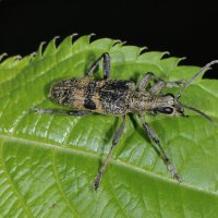 Schot-Zangenbock Rhagium mordax (Arnsberg Rumbecker Holz)