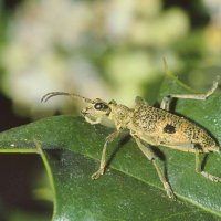 Schrot-Zangenbock Rhagium mordax auf Ilex (Arnsberg Rumbecker Holz)