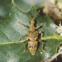 Schrot-Zangenbock Rhagium mordax an Ilexblüten (Arnsberg Rumbecker Holz)