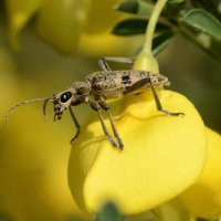Schot-Zangenbock Rhagium mordax auf der Blüte des Besenginsters (Schwerte Bürenbruch)