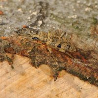 Schot-Zangenbock Rhagium mordax (Dortmund Aplerbecker Wald)