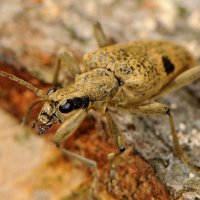 Portrait des Schot-Zangenbocks Rhagium mordax (Dortmund Aplerbecker Wald)