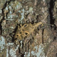 Paarung des Schot-Zangenbock Rhagium mordax am Eichenstumpf (Schwerte Bürenbruch)