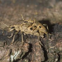 Paarung des Schot-Zangenbock Rhagium mordax am Eichenstumpf (Schwerte Bürenbruch)
