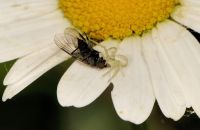 Junges Weibchen der Veränderlichen Krabbenspinne (Misumena vatia) mit Beute, Schwerte-Bürenbruch, Ende Mai