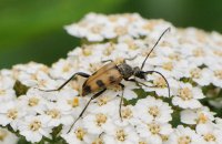 Gefleckter Blütenhalsbock Judolia cerambyciformis (Mitte Juli)
