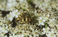 Gefleckter Blütenhalsbock Judolia cerambyciformis Paarung
