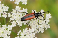 Kleiner Schmalbock Stenurella melanura (Mitte Juli)