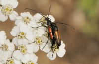 Kleiner Schmalbock Stenurella melanura Paarung