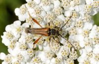 Spitzdeckenbock Stenopterus rufus (Anfang August)