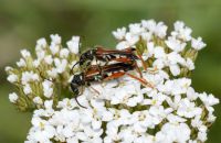 Spitzdeckenbock Stenopterus rufus Paarung