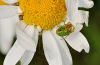 Weibchen der Kürbisspinne (Araniella cucurbitina) im Radnetz über der Margeritenblüte, Arnsberg-Müschede, Mitte Juni