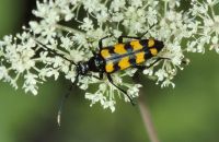 Vierbindiger Schmalbock Leptura quadrifasciata (Anfang August)