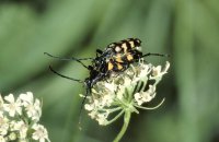 Vierbindiger Schmalbock Leptura quadrifasciata Paarung