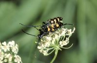 Vierbindiger Schmalbock Leptura quadrifasciata Paarung