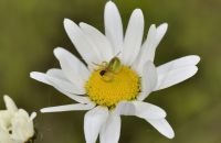 Weibchen der Kürbisspinne (Araniella cucurbitina) im Radnetz über der Margeritenblüte, Arnsberg-Neheim, Ruhraue, Anfang Juni