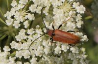 Roter Halsbock Stictoleptura rubra (Anfang August)