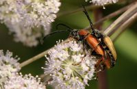 Roter Halsbock Stictoleptura rubra Paarung