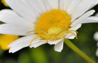 Weibchen der Veränderlichen Krabbenspinne (Misumena vatia), gelbe Morphe, Arnsberg-Müschede, Ende Mai