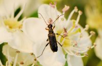 Schwarzer Blütenbock Grammoptera ruficornis auf Weißdorn (Ende April)