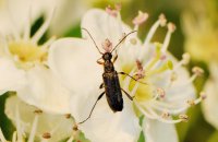 Schwarzer Blütenbock Grammoptera ruficornis auf Weißdorn (Ende April)
