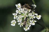 Schwarzer Blütenbock Grammoptera ruficornis Paarung