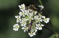 Schwarzer Blütenbock Grammoptera ruficornis Paarung