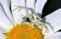 Weibchen der Veränderlichen Krabbenspinne (Misumena vatia), weiß-rote Morphe, Arnsberg-Müschede, Ende Mai