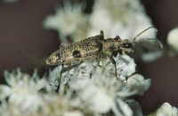 Schrotzangenbock Rhagium mordax auf Ilex (Mitte Mai)