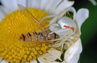 Weibchen der Veränderlichen Krabbenspinne (Misumena vatia), weiß-rote Morphe, Schwerte-Bürenbruch, Mitte Mai