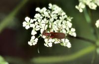 Reisigbock Obreum brunneum (Ende Mai)