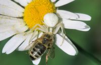 Weibchen der Veränderlichen Krabbenspinne (Misumena vatia), weiße Morphe, Arnsberg-Neheim, Ruhraue, Ende Mai