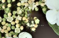 Kleiner Kurzdeckenbock Molorchus minor (Ende Mai)