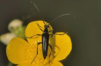 Schwarzer Schmalbock Stenurella nigra (Mitte Juni)