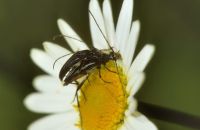 Schwarzer Schmalbock Stenurella nigra Paarung