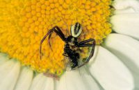 Männchen der Veränderlichen Krabbenspinne (Misumena vatia) mit Beute, Arnsberg-Müschede, Anfang Juni