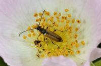 Feldahornbock Alosterna tabacicolor (Mitte Juni)