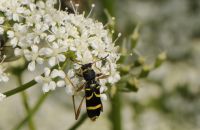 Gemeiner Widderbock Clytus arietis (Mitte Juni)
