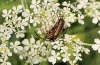 Feldahornbock Alosterna tabacicolor Paarung