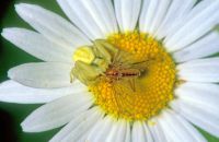 Jüngeres Weibchen der Veränderlichen Krabbenspinne (Misumena vatia), gelbe Morphe, mit Beute, Arnsberg-Müschede, Anfang Juli