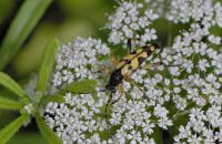 Gefleckter Schmalbock Rutpela maculata (Ende Juni)