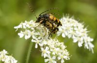 Gefleckter Schmalbock Rutpela maculata Paarung
